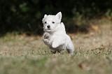 WESTIE 132